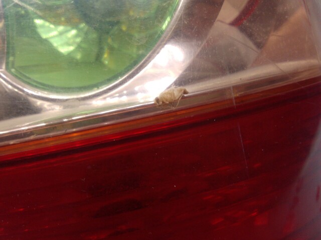 Стоп TOYOTA Corolla 